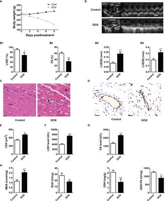 Inhibition of (Pro)renin Receptor-Mediated Oxidative Stress Alleviates Doxorubicin-Induced Heart Failure